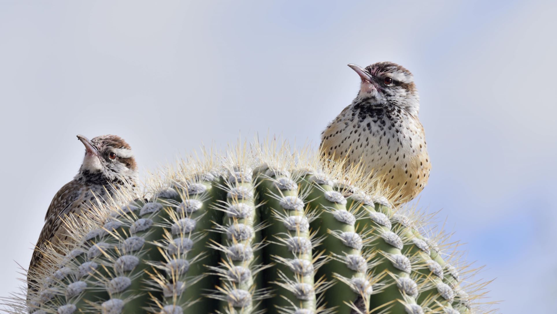 cactus wren and cactuses
