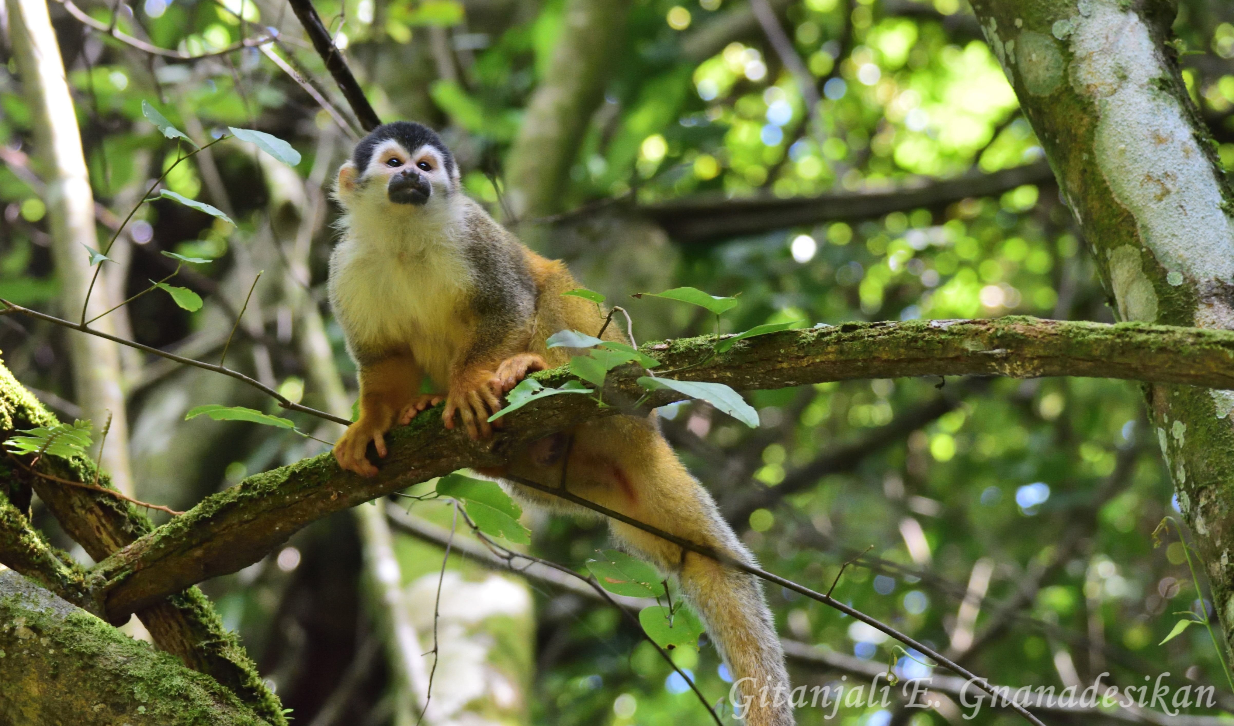 squirrel monkey