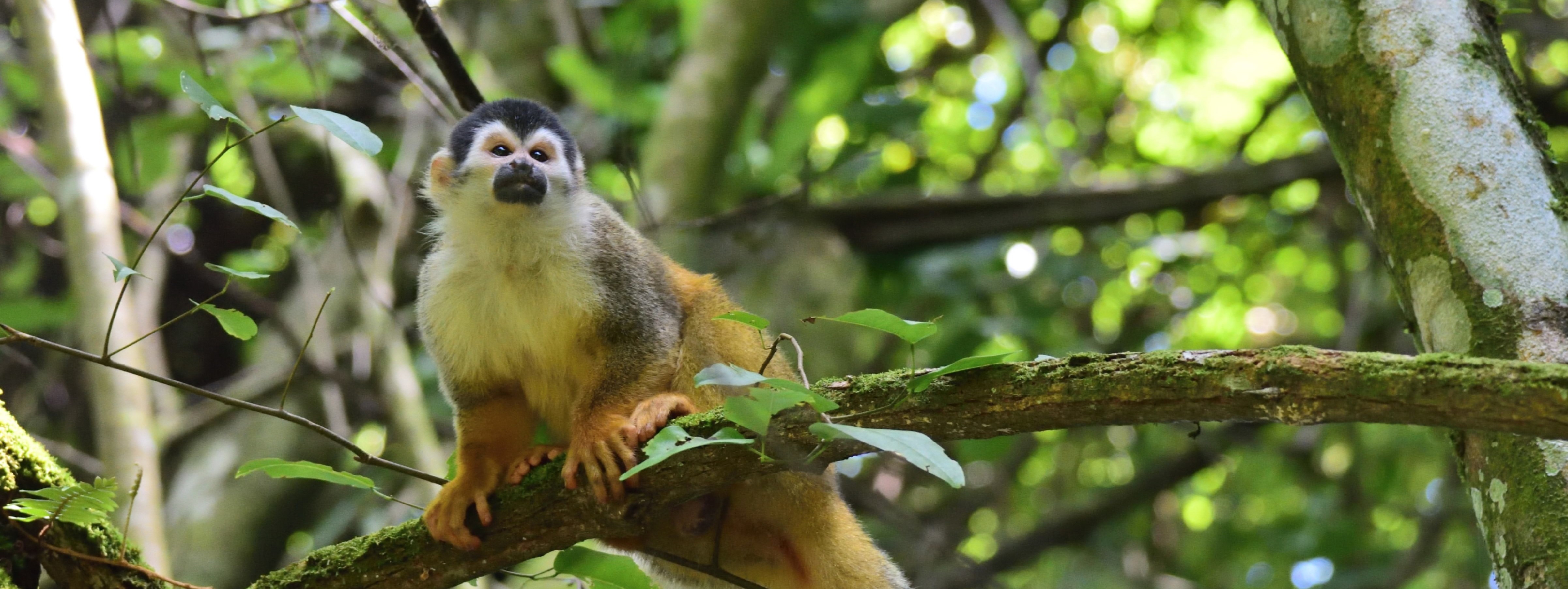 photo of a male squirrel monkey standing on a branch in a forest